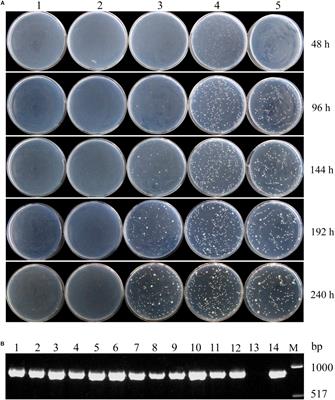 Decreased Rhamnose Metabolic Flux Improved Production of Target Proteins and Cell Flocculation in <mark class="highlighted">Pichia pastoris</mark>